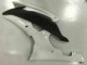 Blanc Carénage R6 2008-2016 Blanc Carénage R6 2008-2016